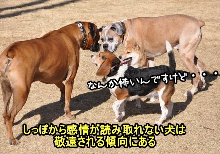 しっぽが短い犬は、「得体の知れないやつ！」とみなされ、他の犬から蚊帳の外に置かれる可能性があります