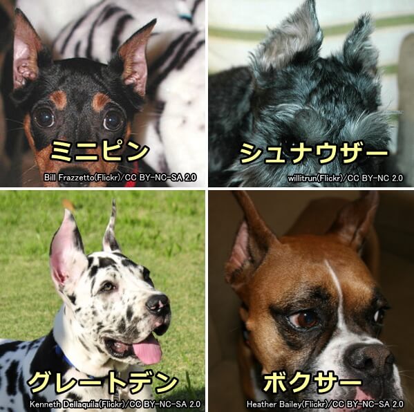 犬種標準（スタンダード）で断耳することが規定されている代表的な犬種一覧
