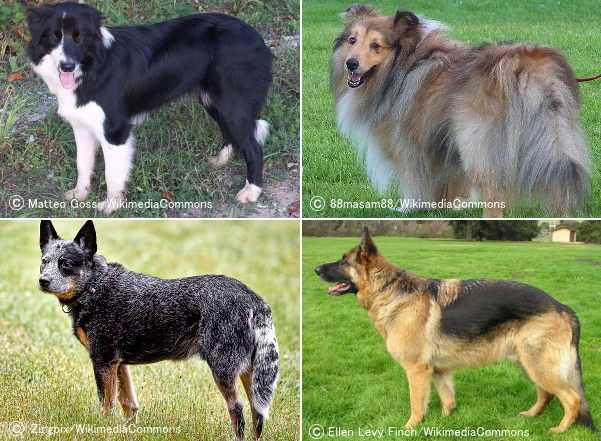 牧羊犬の代表犬種一覧