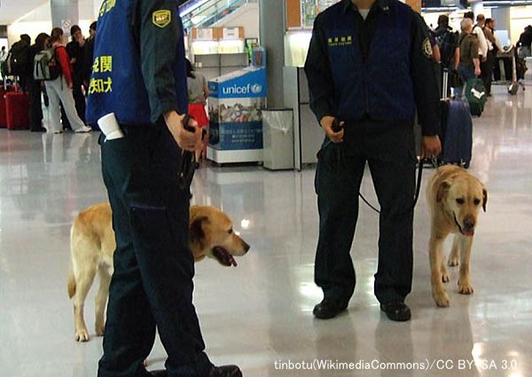 空港に配備されている麻薬探知犬