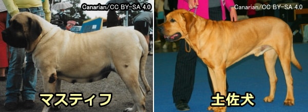 闘犬の代表犬種であるマスティフと土佐犬