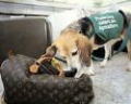 空港の税関あたりで荷物をかいでいる犬がいた場合、それが麻薬探知犬です。