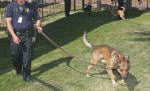 警察犬は英語で犬を意味するcanini(ケナイン)に引っ掛けて、K-9と呼ばれます。