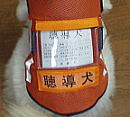 聴導犬はオレンジ色のベストが目印です。