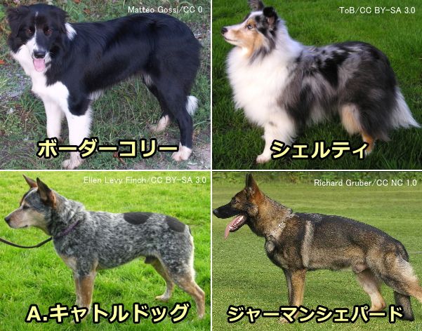 牧羊犬の代表犬種一覧