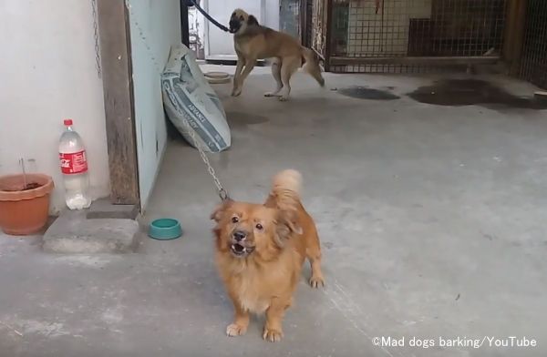 吠えるという行動は祖先である狼には見られない犬特有のもの