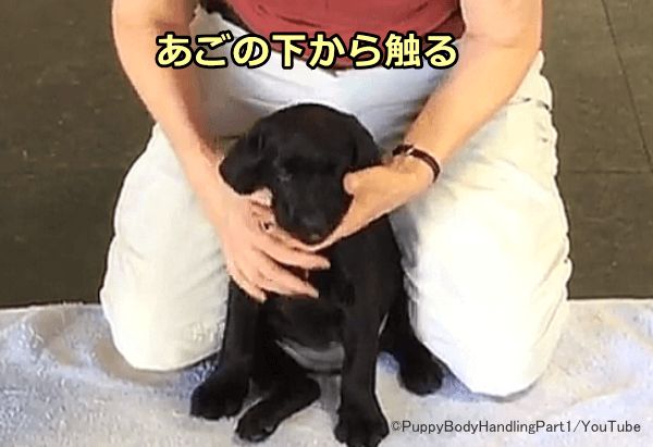 犬の下顎を触った直後にごほうびを与えること