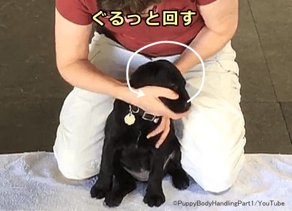 犬の鼻先（マズル）をつかんだまま動かすのがマズルコントロール