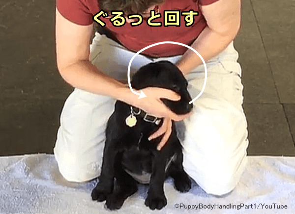 犬の鼻先(マズル)をつかんだまま動かすのがマズルコントロール