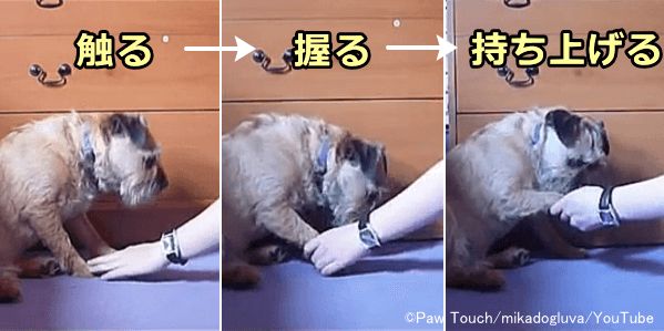 犬の足を触ったり持ち上げた直後にごほうびを与えること