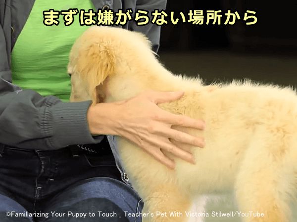 犬の嫌がらない場所を触った直後にごほうびを与えること