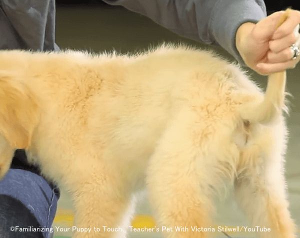 しっぽは怪我をしやすいデリケートな場所なのでタッチを嫌がる犬も多い