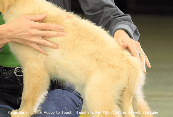 犬の腰を触ったり押さえつけるのはマウンティングの疑似行為