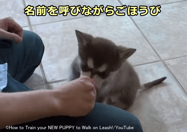 まずは犬の名前と強化刺激(気持ちいいこと)を犬の頭の中でリンクする