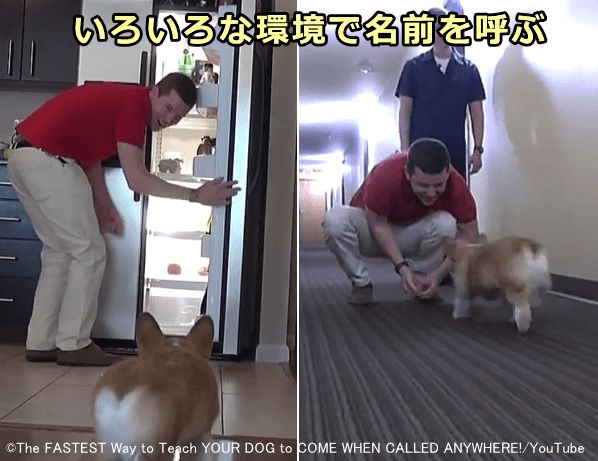 周囲の環境が変わっても、犬は名前を呼ばれたら飼い主の足元に来なければならない