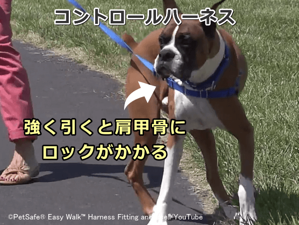 犬のコントロールハーネス~強く引けば引くほど肩甲骨にロックが掛かり前に進みにくくなる