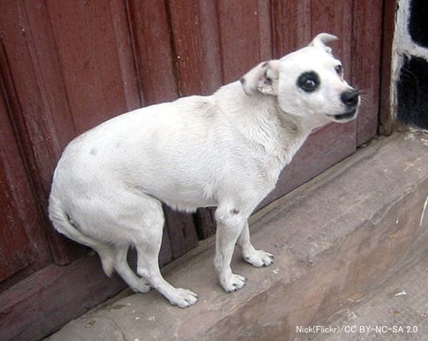 恐怖心に駆られた犬の典型的な姿勢