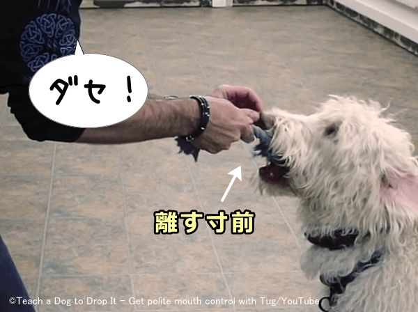 犬にダセという指示語を覚えさせるタイミングは口を開ける寸前がベスト