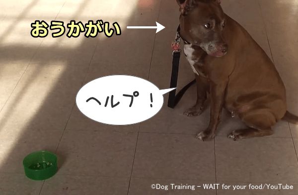 自分では解決できない問題に直面すると、犬は近くにいる人間にヘルプを求める