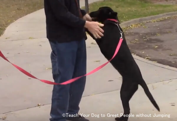 前足をかけて押し倒そうとする犬の「飛びつき」