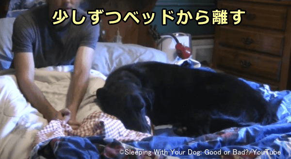 飼い主との別離状態に慣らすため一緒のベッドで寝ることは控える
