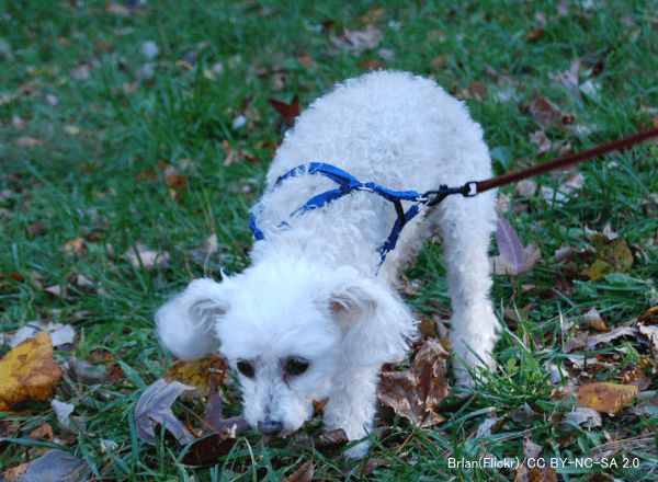 家の外には犬にとって危険なものがたくさん落ちている