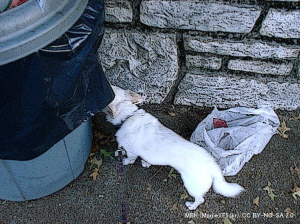 犬の散歩中は常に誤飲誤食の危険性がある