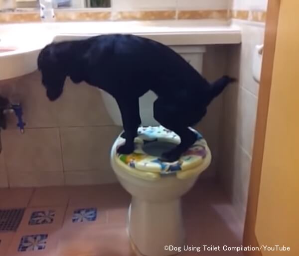犬に人間用のトイレを使わせるのは望ましくない