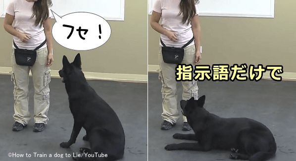 犬は指示語を聞いただけで伏せの姿勢をとらなければならない