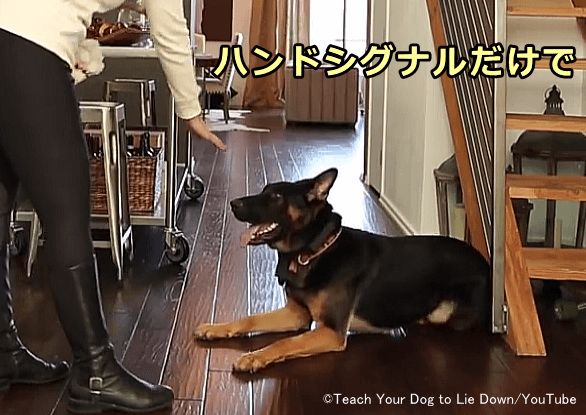 犬はハンドシグナルを見ただけで伏せの姿勢をとらなければならない