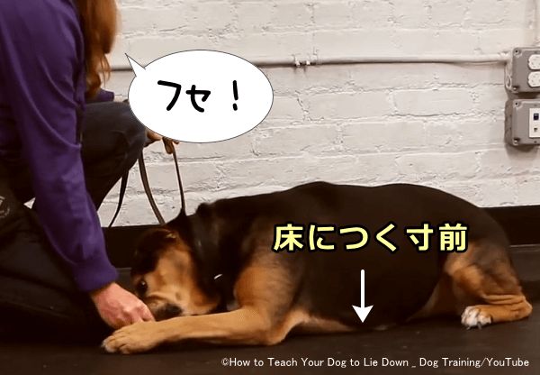 犬が出伏せの姿勢をとる寸前に指示語を1度だけ聞かせる