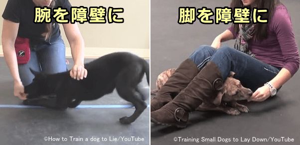 腕や足を障壁として犬の体の上に設けることにより強引に伏せの姿勢に誘導する