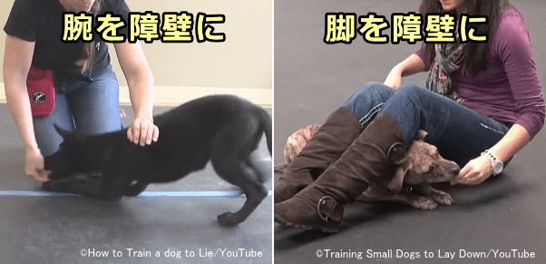 腕や足を障壁として犬の体の上に設けることにより強引に伏せの姿勢に誘導する