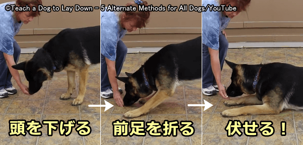 伏せの姿勢が苦手な犬の場合、目標とする動作を細かくステップ目標に分けて段階的にアプローチする