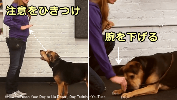 伏せのハンドシグナルは直角に曲げた腕を床に向かって伸ばすこと