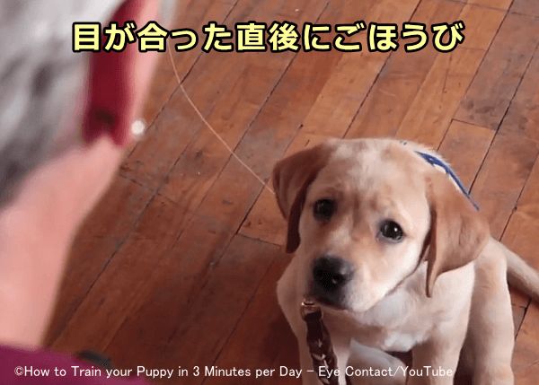 飼い主とアイコンタクトをとるといいことがあると犬に覚え込ませる