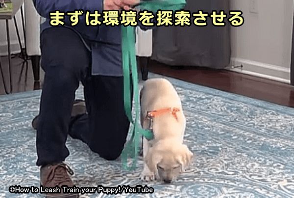 どんな犬でも真新しい環境に置かれた場合はまず匂いをかいで周囲を探索する