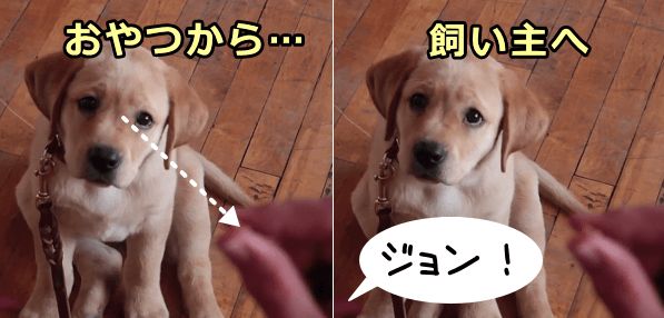 犬のアイコンタクト おいで 来い のしつけ 名前を呼んだら飼い主と目を合わせ 近くに来るようにする 子犬のへや