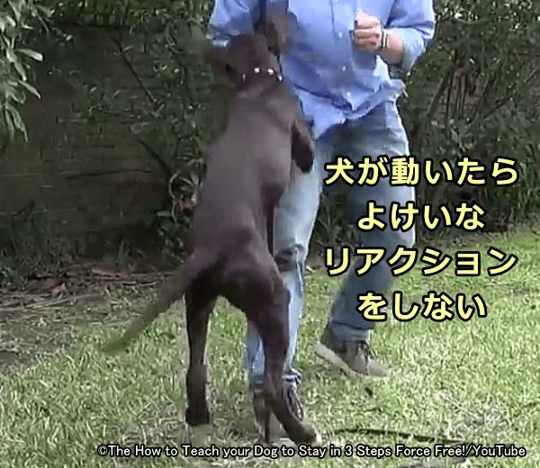 待ての途中で犬が動いてしまっても、偶発的な強化を避けるため余計なリアクションはしないこと