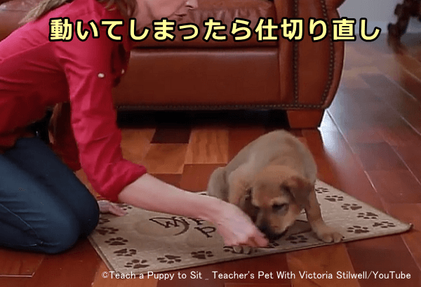 犬がマテの途中で動いたら余計なリアクションをせず仕切り直す