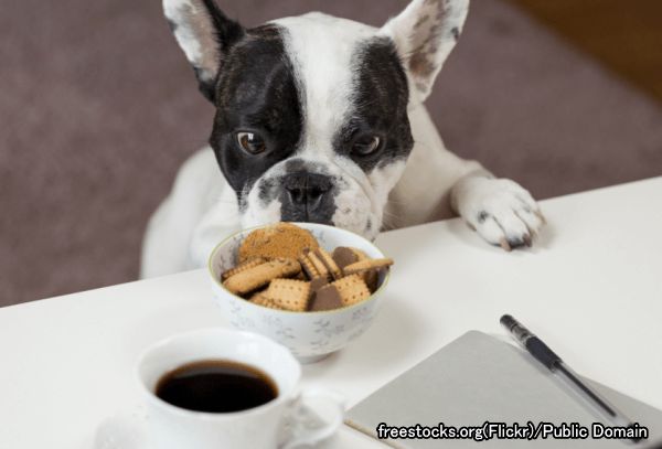 食事（おあずけ）のしつけは犬の盗み食いや誤食事故を防ぐ