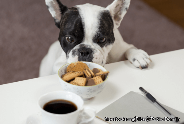 食事(おあずけ)のしつけは犬の盗み食いや誤食事故を防ぐ