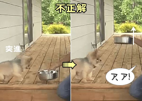 食べ物のにおいに負けて犬が動いたら不正解（ごほうびなし）