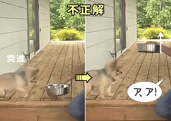 食べ物のにおいに負けて犬が動いたら不正解(ごほうびなし)
