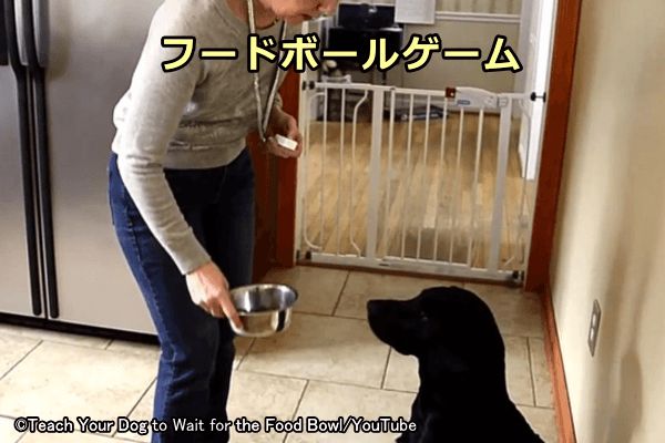 我慢することとごほうびを結びつける犬のフードボールゲーム