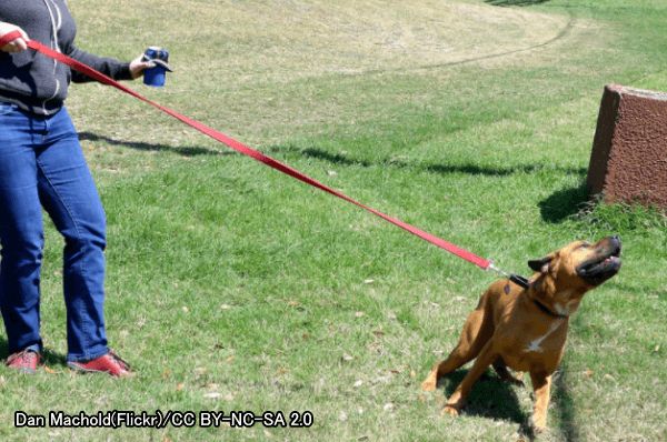 犬を音に慣らせておくことは突発的な動きを予防することにつながる