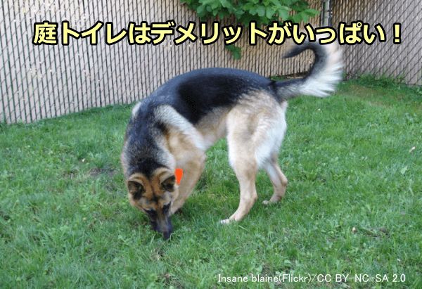 庭を犬のトイレにすることには沢山のデメリットがある