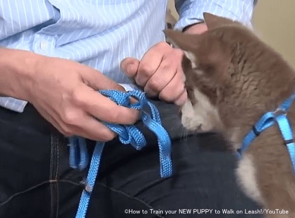 リードの見た目とごほうびを結びつけ犬の恐怖心を緩和しておく