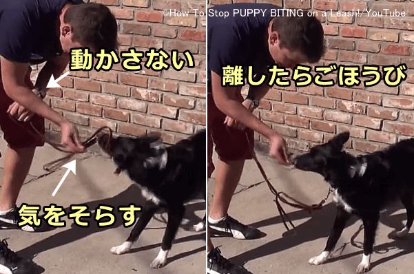 犬のリード噛みをやめさせるコツは、無理やり引っ張るのではなく逆に動かさないこと