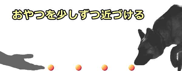 人間の手とごほうびをリンクし犬の恐怖心を減らす